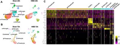 Profiling Temporal Changes of the Pineal Transcriptomes at Single Cell Level Upon Neonatal HIBD